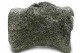 Fossil Sauropod Dinosaur Caudal Vertebra - Wyoming #377945-5